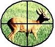 Roebuck.jpg (4888 Byte)